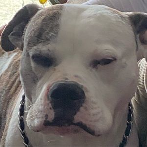 Meet your Posher, Jackson